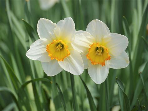 水仙 花|水仙（スイセン）とは？育て方・栽培方法